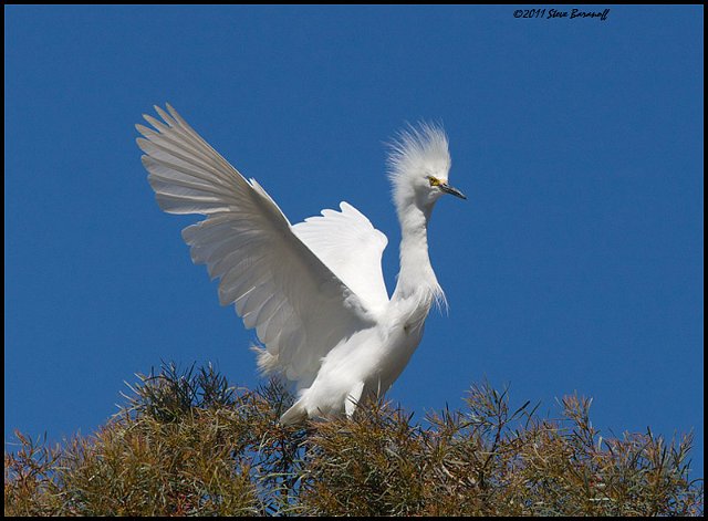 _1SB5542 snowy egret.jpg